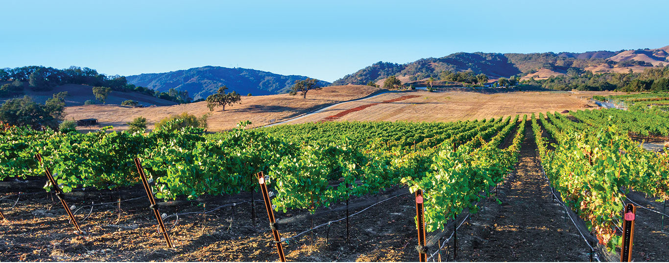 A sunny vineyard