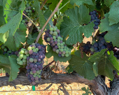 Pinot Noir grapes with veraison