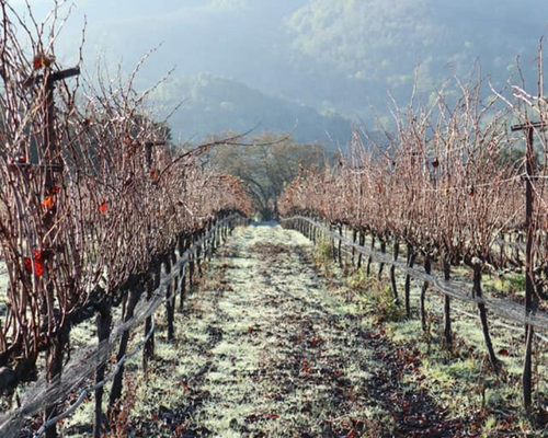 vineyard with frost