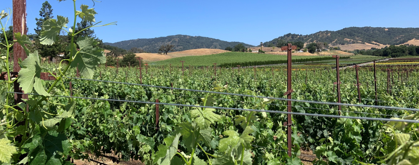 Vines Up Close with Hills